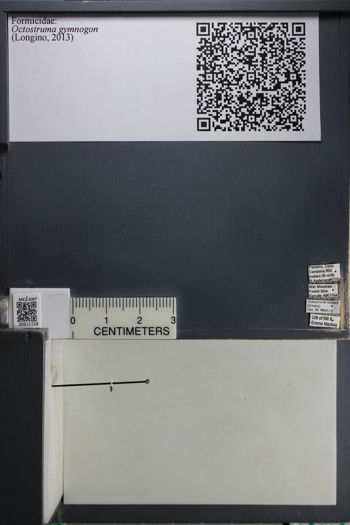 Media type: image; Entomology 511118